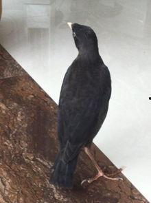 娱乐吃瓜小八哥是谁啊视频,网络红人的崛起之路