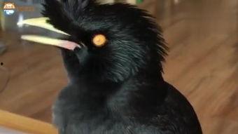 娱乐吃瓜小八哥是谁啊小说